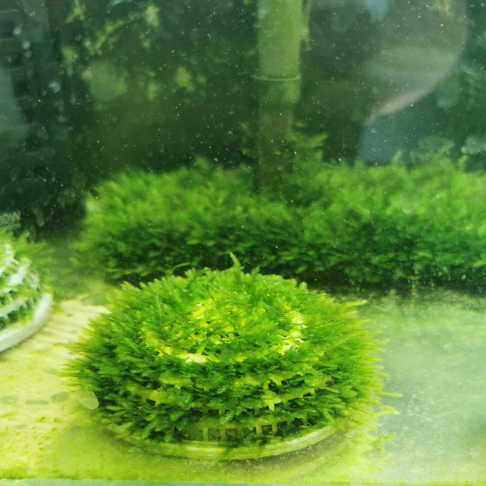 Aquarium Plant Grass - 2pcs Moss Breeding Boxes Aquatic Plant