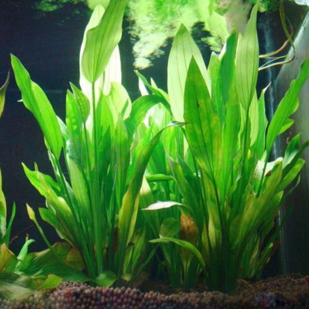 Aquarium Plant Grass - 15CM/10CM Underwater Artificial Aquatic Plant Ornaments