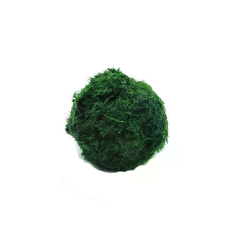 3-4cm Marimo Moss Balls Live A - Aquarium Plant Echinodorus incelemesi ve fiyatı