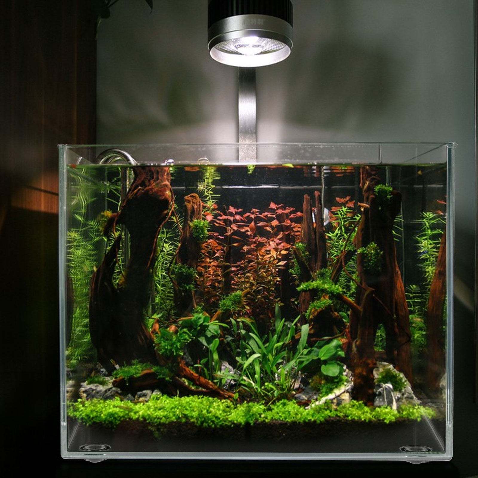 Desktop Mini Aquarium for Bett - Planted Aquarium For Betta incelemesi ve fiyatı