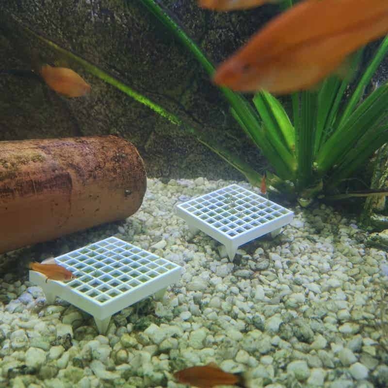 Aquarium Moss Holder with Stan - Aquarium Plant Echinodorus incelemesi ve fiyatı