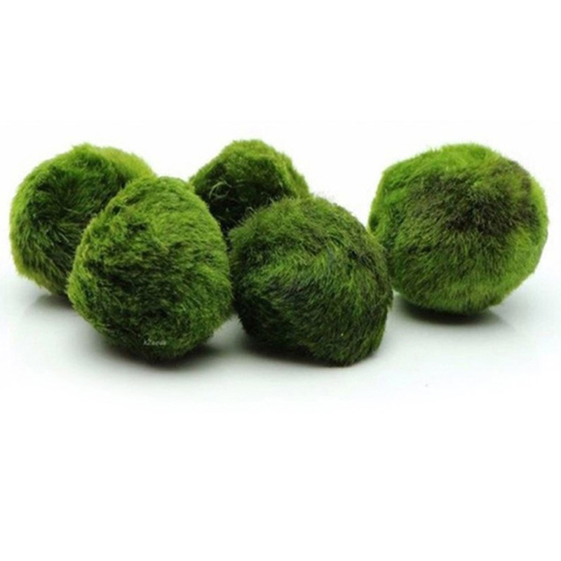 3-4cm Marimo Moss Balls Live A - Aquarium Plant Echinodorus incelemesi ve fiyatı