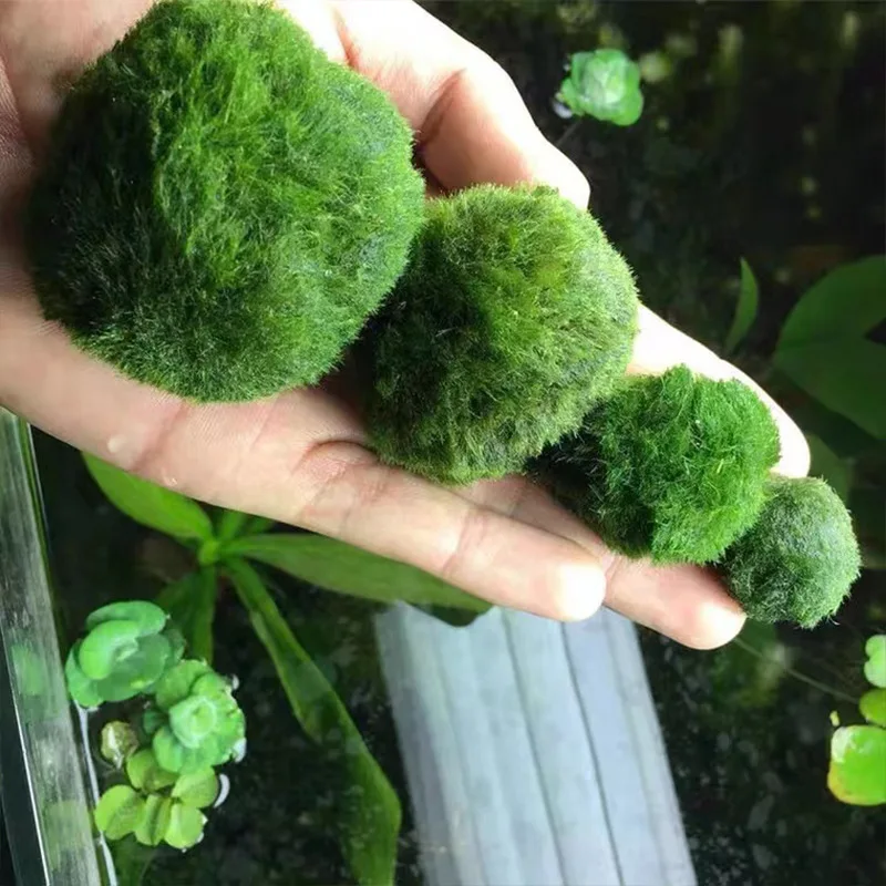 Live Marimo Moss Balls , Simul - Aquarium Plant Echinodorus incelemesi ve fiyatı
