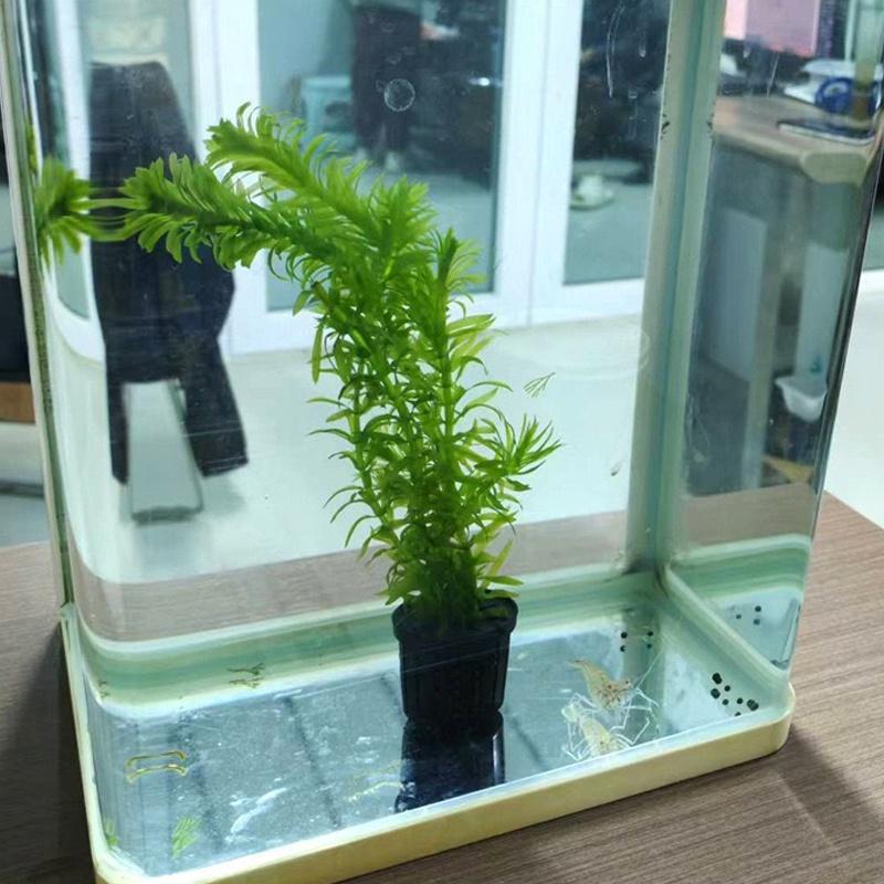 4Pcs Pet Fish Tank Landscaping - Aquarium Planted Plants incelemesi ve fiyatı