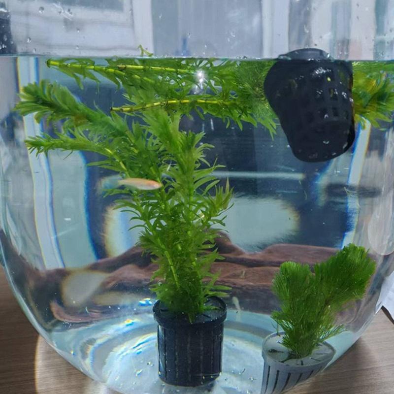 4Pcs Pet Fish Tank Landscaping - Aquarium Planted Plants incelemesi ve fiyatı