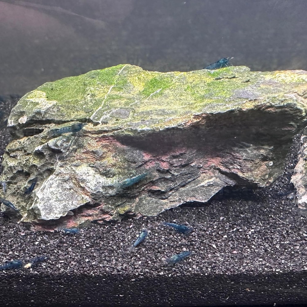 Black Aquarium Sand 2lbs, Fine - Planted Aquarium Aquascape incelemesi ve fiyatı
