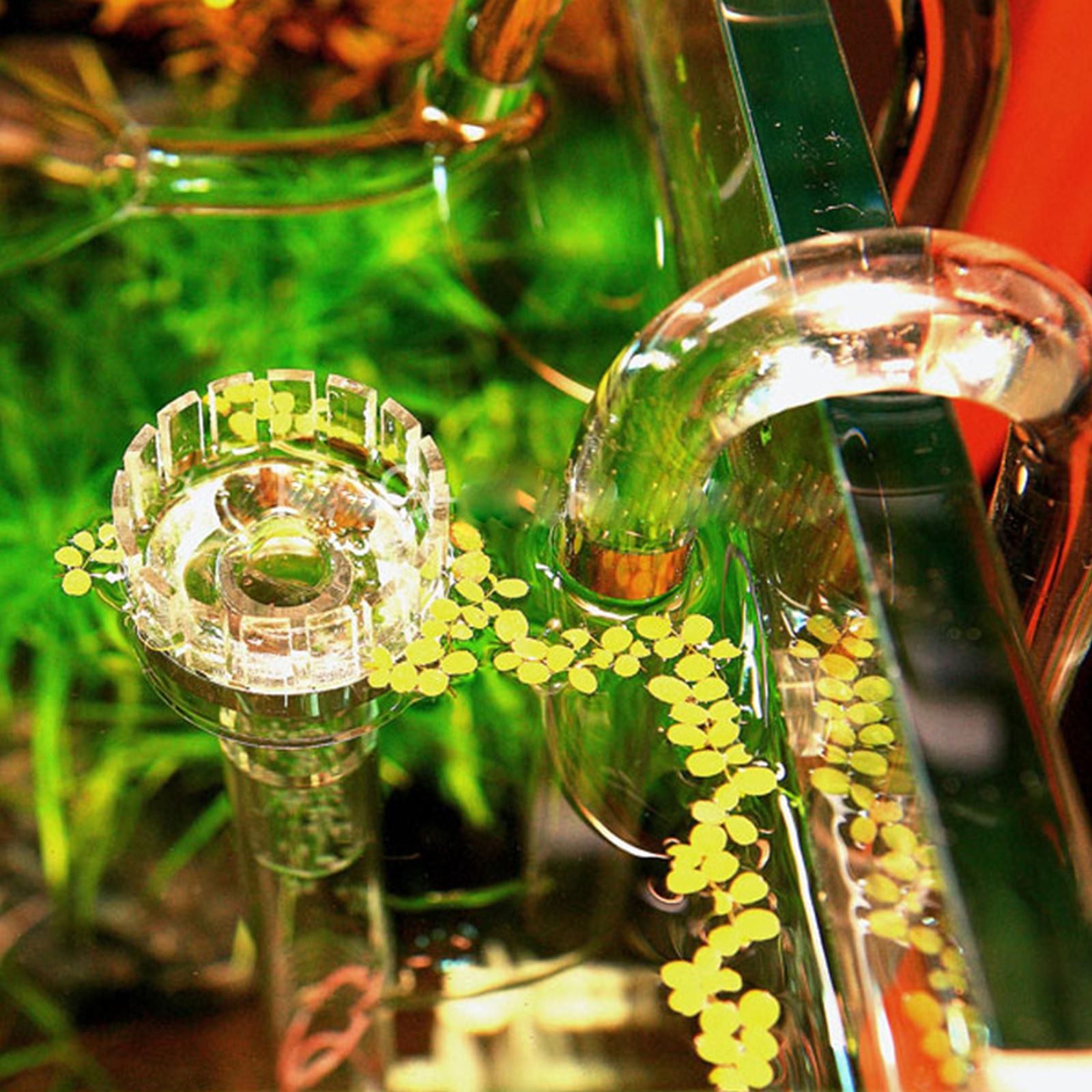Aquatic Plant Glass Lily Tube  - Planted Aquarium Youtube incelemesi ve fiyatı