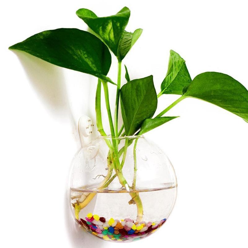 Creative Wall Mounted Glass Va - Aquarium Plant Echinodorus incelemesi ve fiyatı