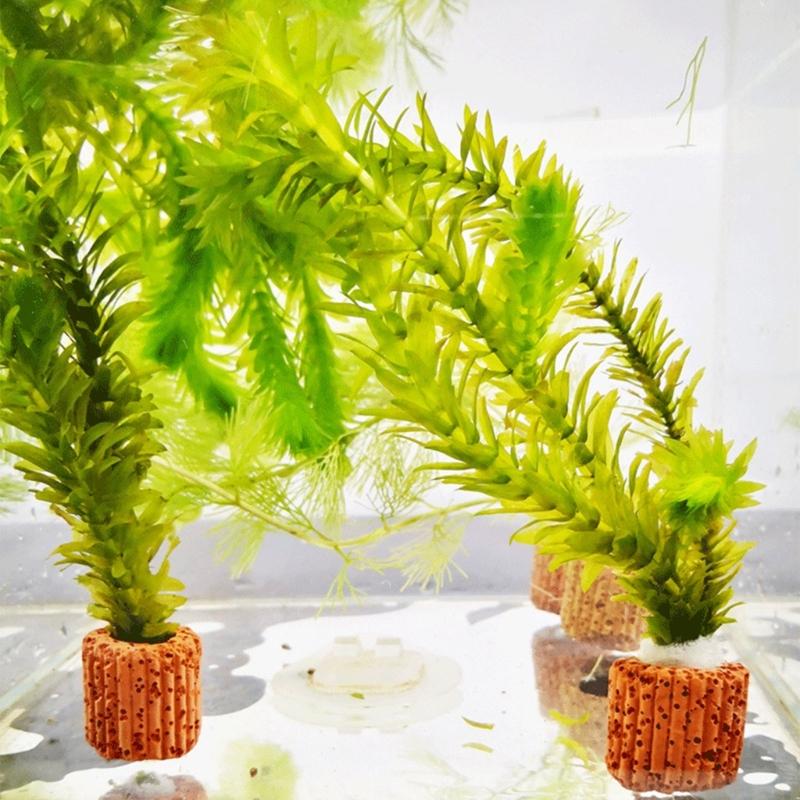 QX2E Paottery Aquariums Plant  - Emersed Plants Aquarium incelemesi ve fiyatı