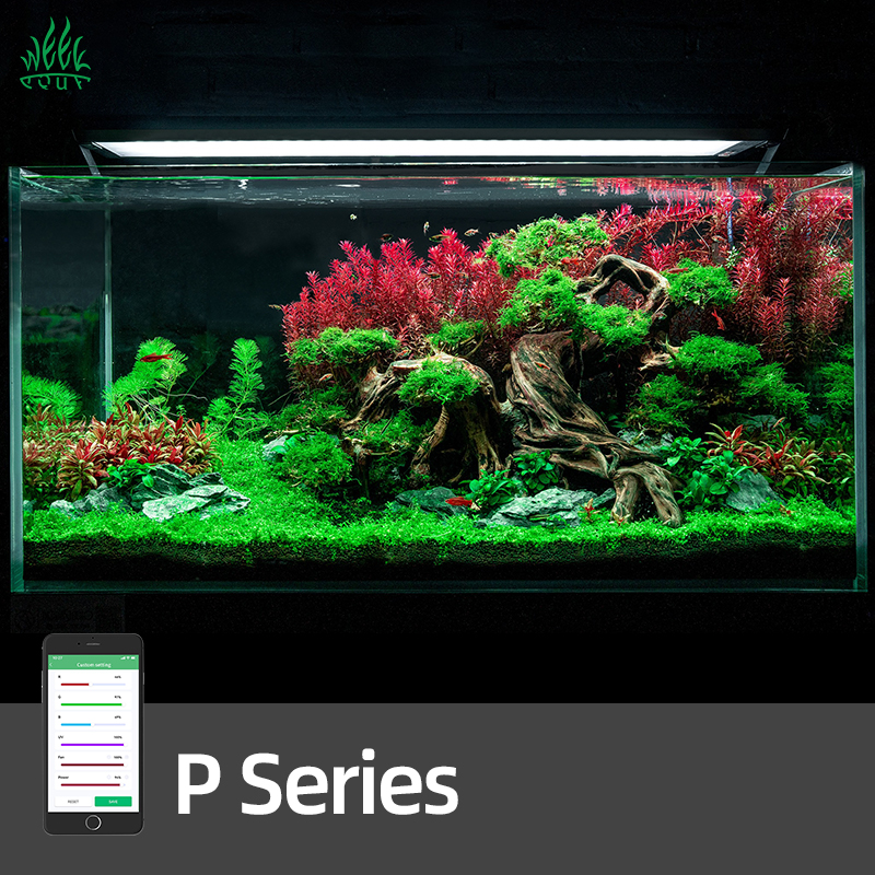 WEEK AQUA Pandora P Series Aqu - Planted Aquarium Aquascape incelemesi ve fiyatı