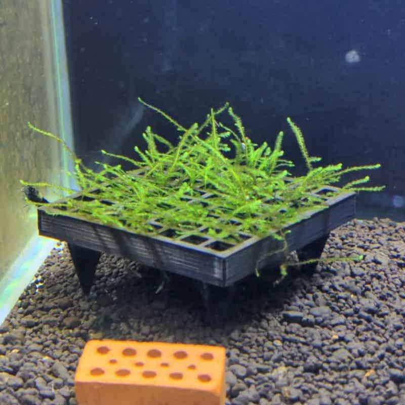 Aquarium Moss Cage Holder Fish - Aquarium Plant Echinodorus incelemesi ve fiyatı
