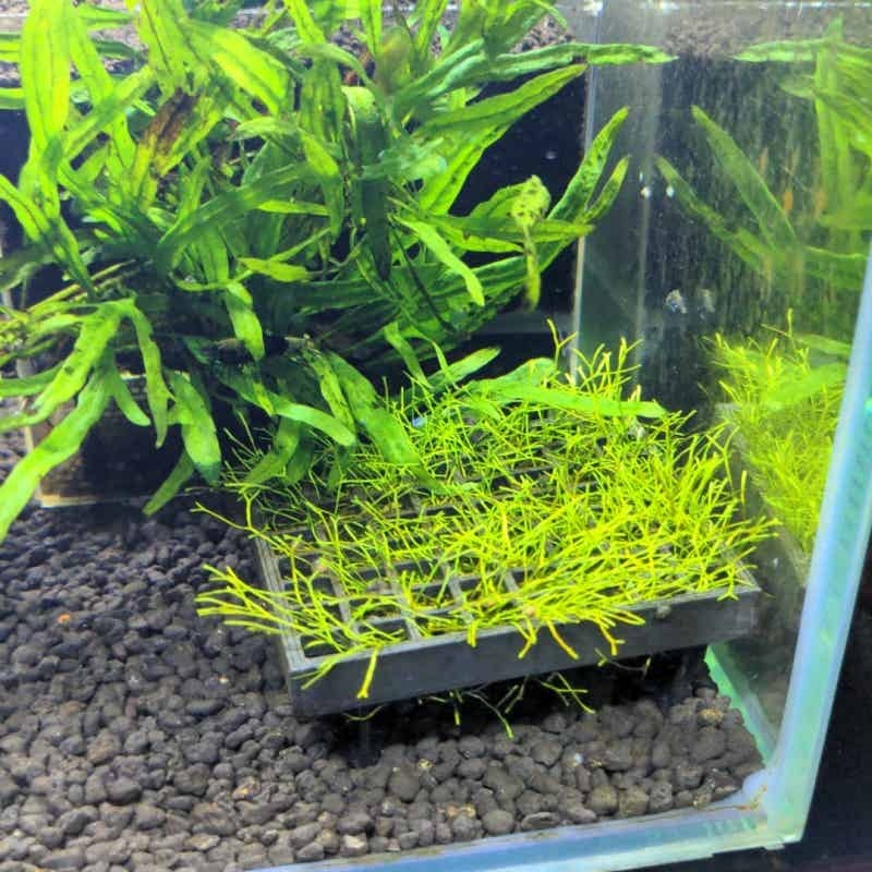 Aquarium Moss Cage Holder Fish - Aquarium Plant Echinodorus incelemesi ve fiyatı