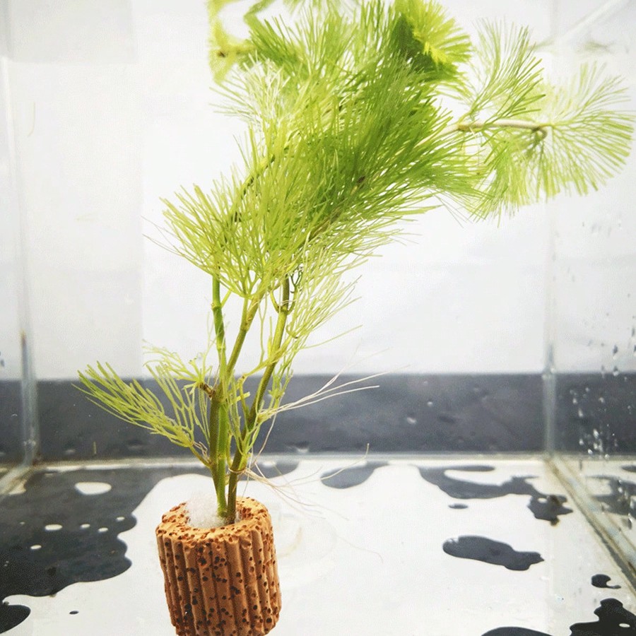 High   Quality Aquarium Plant  - Planted Aquarium Aquascape incelemesi ve fiyatı