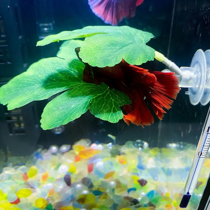 Betta Fish Leaf Hammock Aquari - Planted Aquarium For Betta incelemesi ve fiyatı