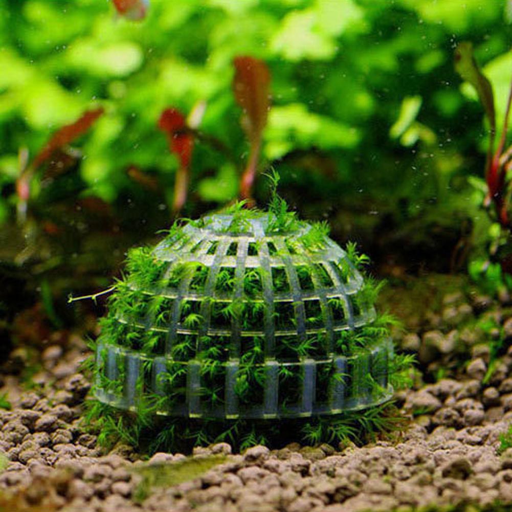 Aquarium Fish Tank Media Moss  - Aquarium Plant Echinodorus incelemesi ve fiyatı