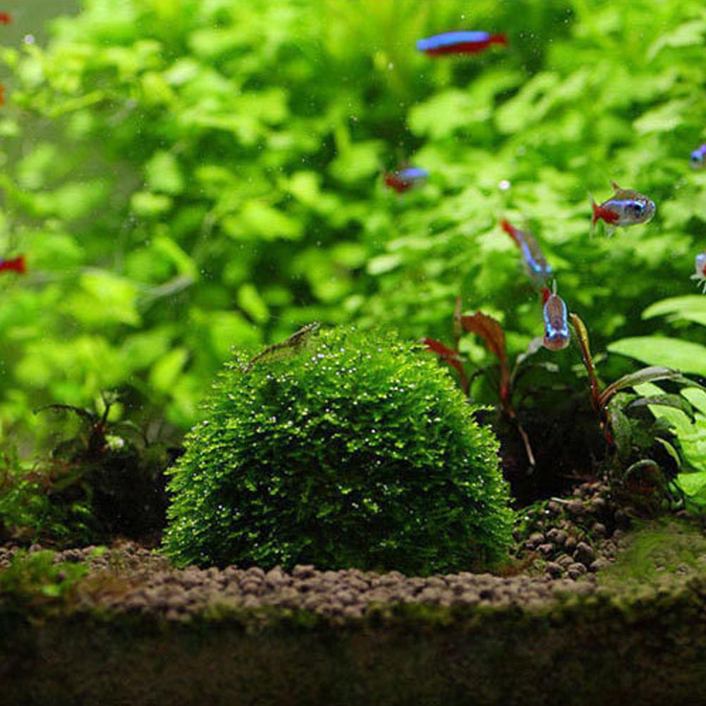 Aquarium Fish Tank Media Moss  - Aquarium Plant Echinodorus incelemesi ve fiyatı