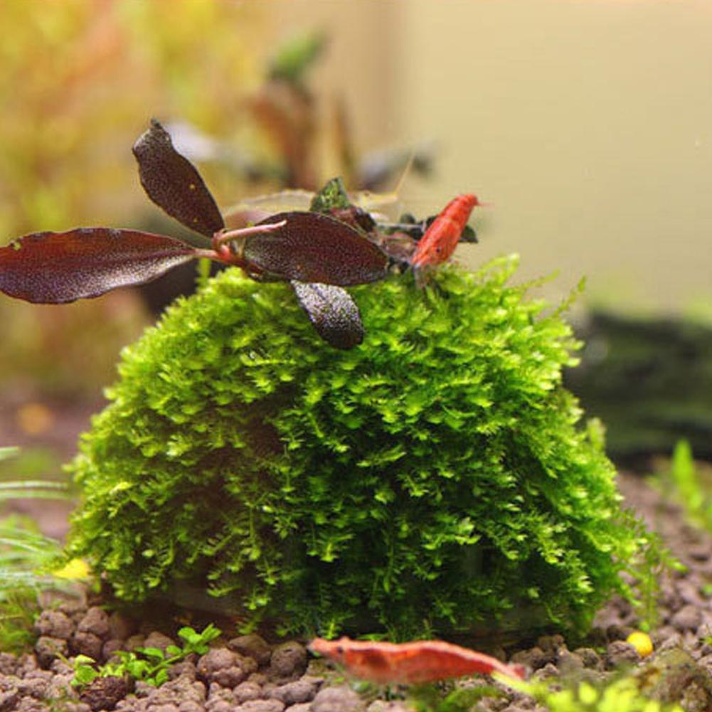 Aquarium Fish Tank Media Moss  - Aquarium Plant Echinodorus incelemesi ve fiyatı