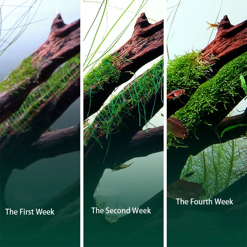 Degradable Aquarium Driftwood  - Aquarium Plant Echinodorus incelemesi ve fiyatı