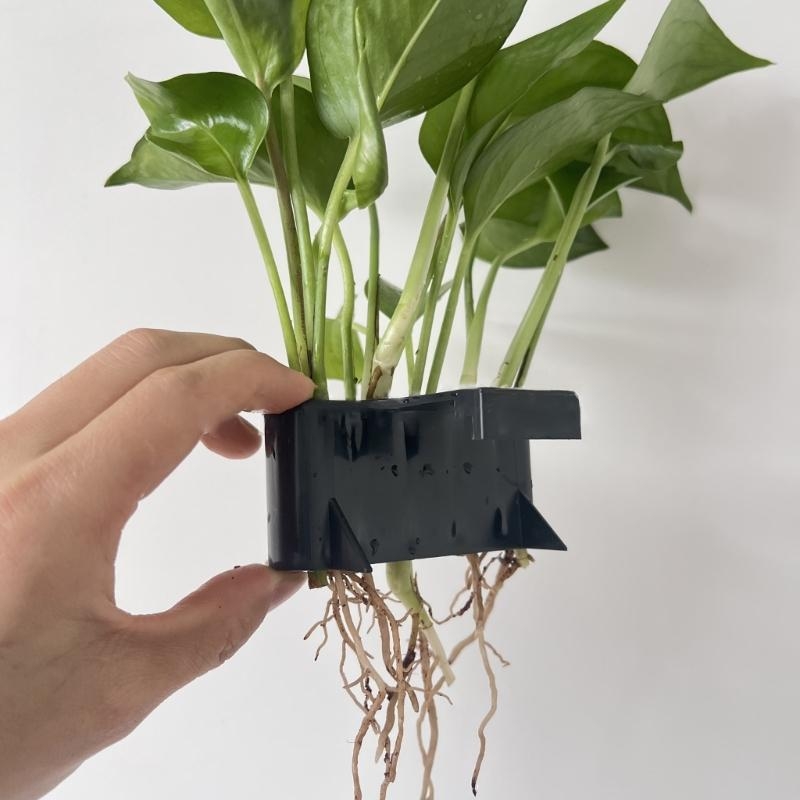 Aquatic Plant Cup Aquatic Plan - Emersed Plants Aquarium incelemesi ve fiyatı