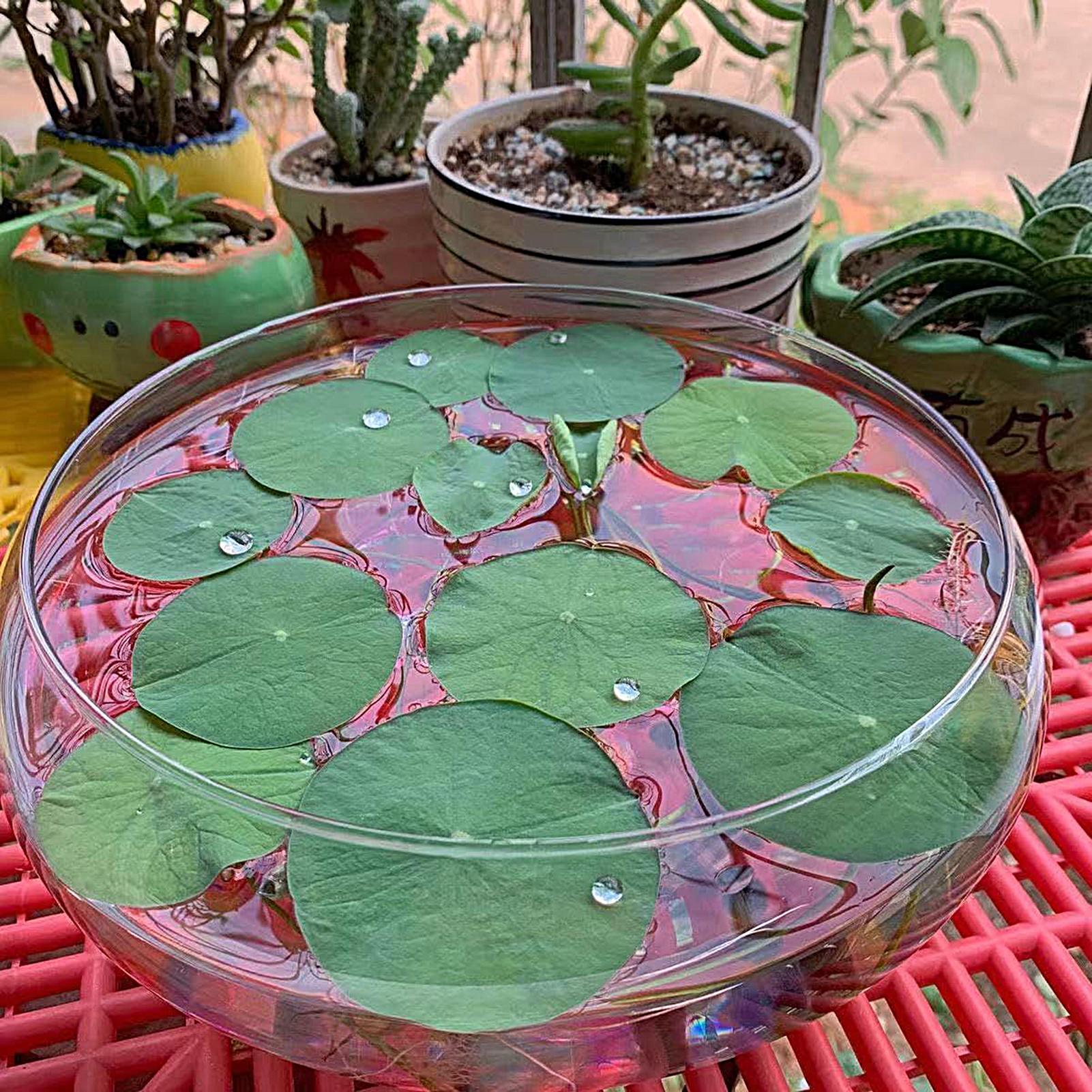 Fish Glass Bowl Glass Large Hy - Aquarium Planted Plants incelemesi ve fiyatı