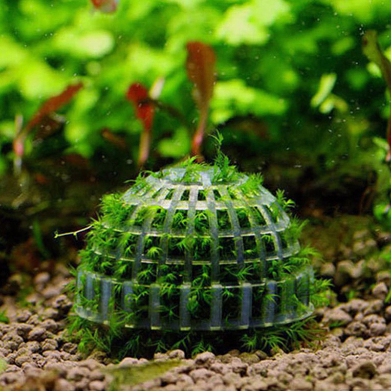 .1Pc Aquatic Pet Supplies Deco - Aquarium Plant Echinodorus incelemesi ve fiyatı