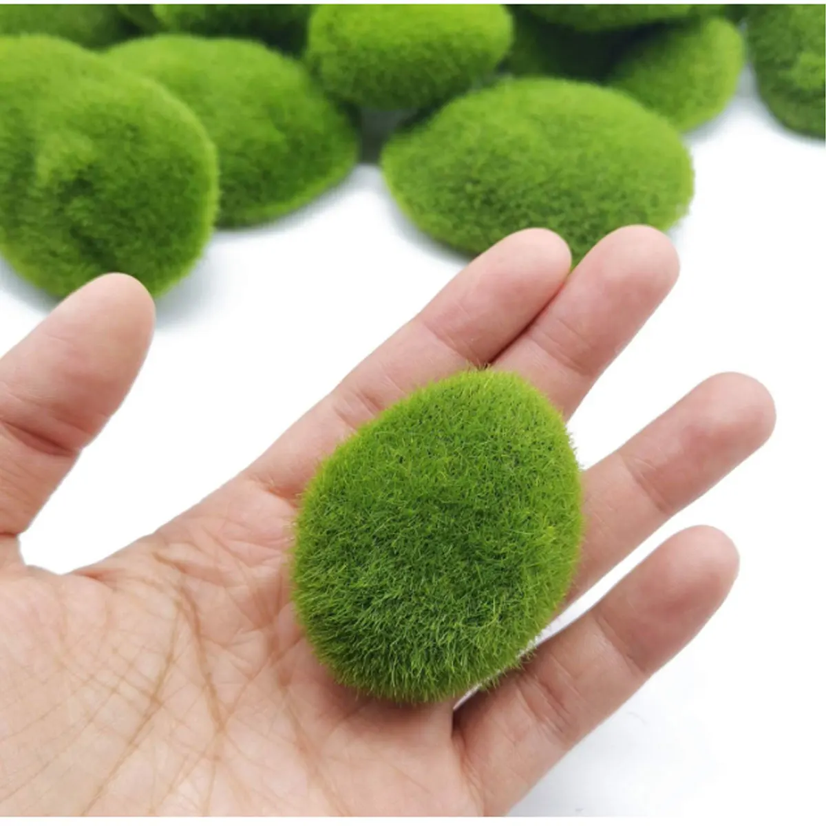 Live Marimo Moss Balls Green A - Aquarium Plant Echinodorus incelemesi ve fiyatı