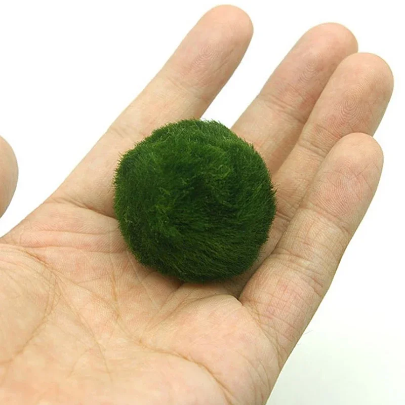 Live Marimo Moss Balls Green A - Aquarium Plant Echinodorus incelemesi ve fiyatı
