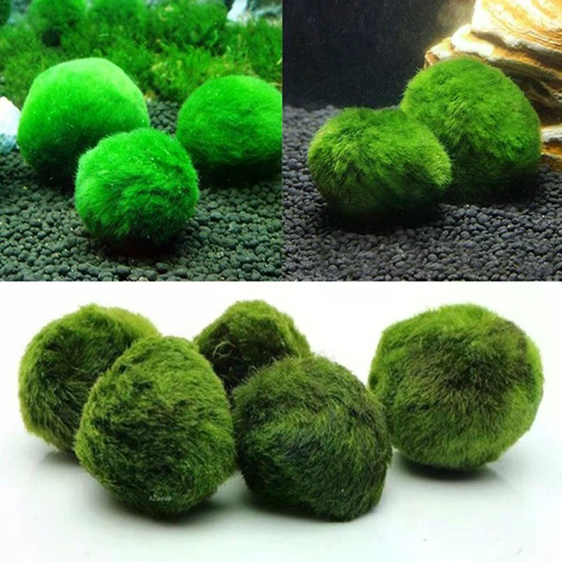 3-4cm Marimo Moss Balls Live A - Aquarium Plant Echinodorus incelemesi ve fiyatı