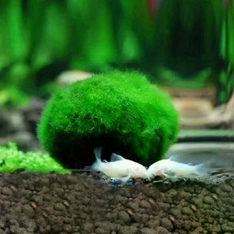 3-4cm Marimo Moss Balls Live A - Aquarium Plant Echinodorus incelemesi ve fiyatı