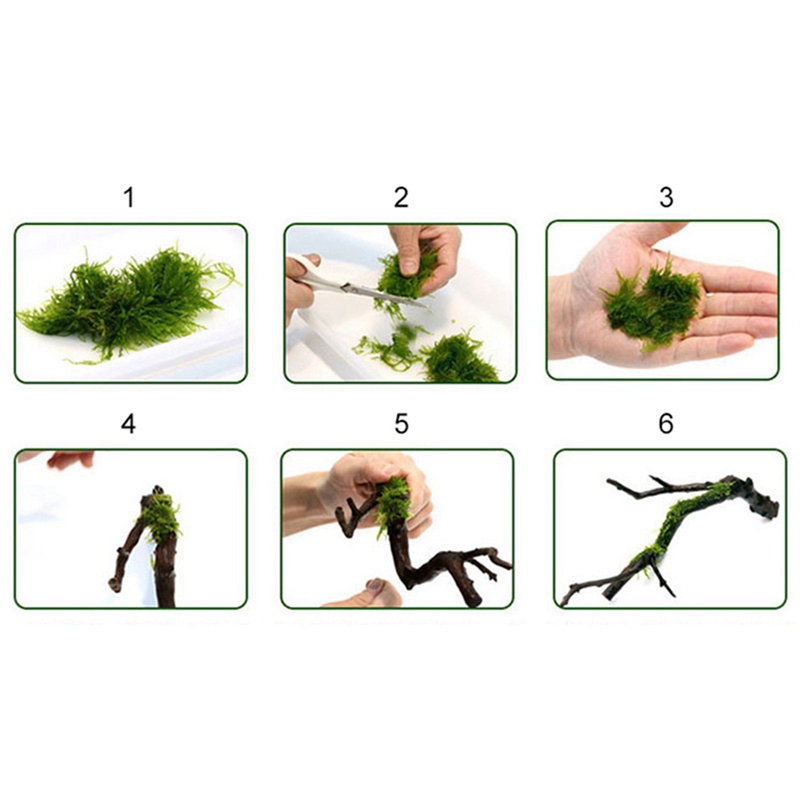 120M DIY Moss Line Binding Lin - Aquarium Plant Echinodorus incelemesi ve fiyatı