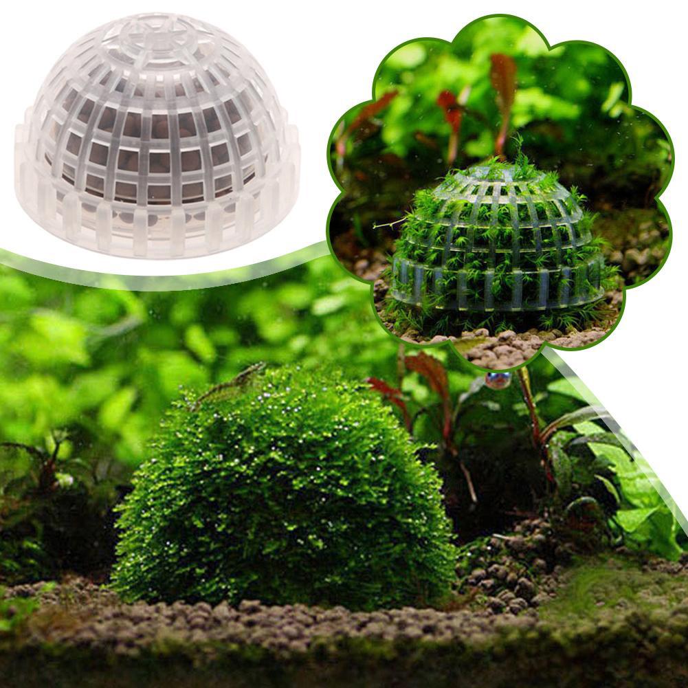 1pc Aquatic Pet Supplies Decor - Aquarium Plant Echinodorus incelemesi ve fiyatı