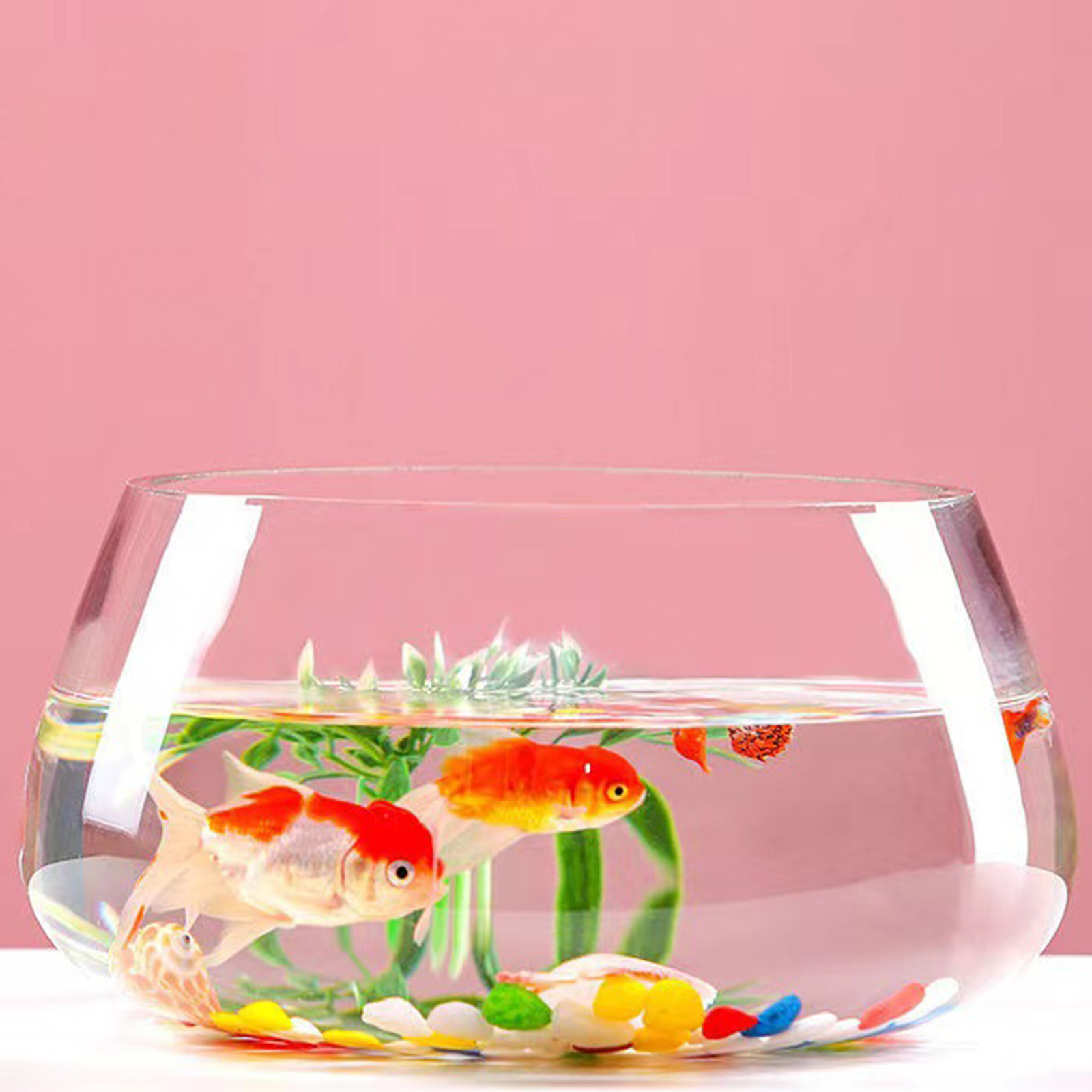 Round Mini Aquarium Transparen - Aquarium Planted Shop incelemesi ve fiyatı