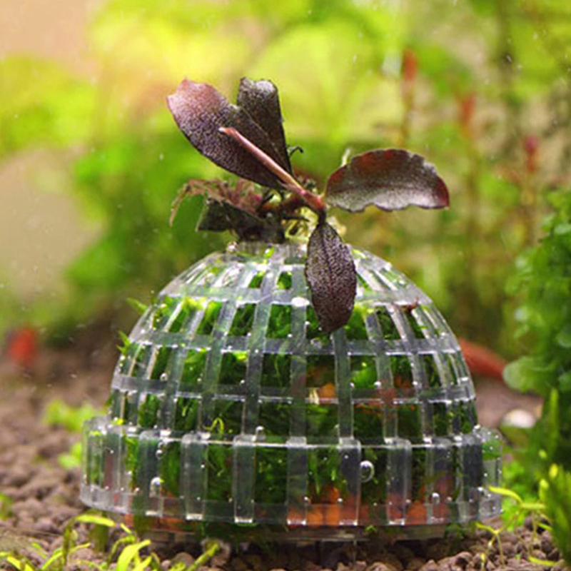 Aquatic Pet Supplies Decoratio - Aquarium Plant Echinodorus incelemesi ve fiyatı