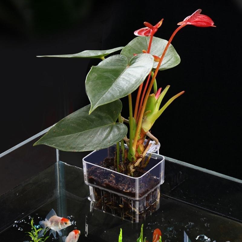 G92C Hangings Aquarium Plant H - Emersed Plants Aquarium incelemesi ve fiyatı
