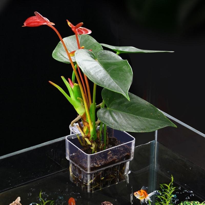 G92C Hangings Aquarium Plant H - Emersed Plants Aquarium incelemesi ve fiyatı