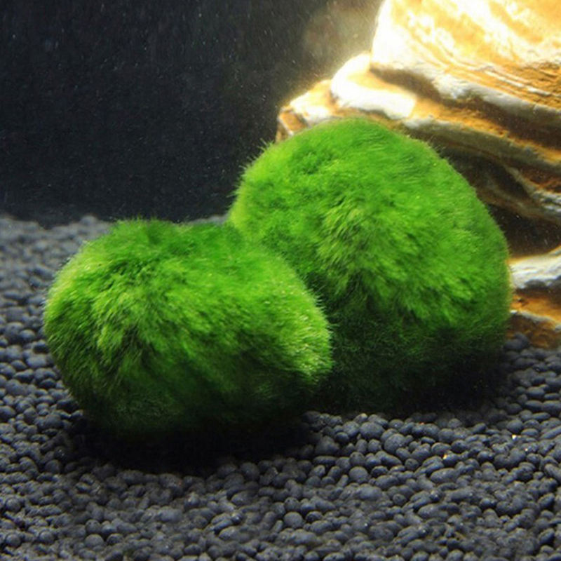 Live Marimo Moss Balls 3-4cm G - Aquarium Plant Echinodorus incelemesi ve fiyatı