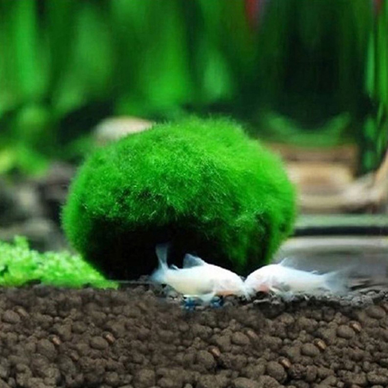 Live Marimo Moss Balls 3-4cm G - Aquarium Plant Echinodorus incelemesi ve fiyatı