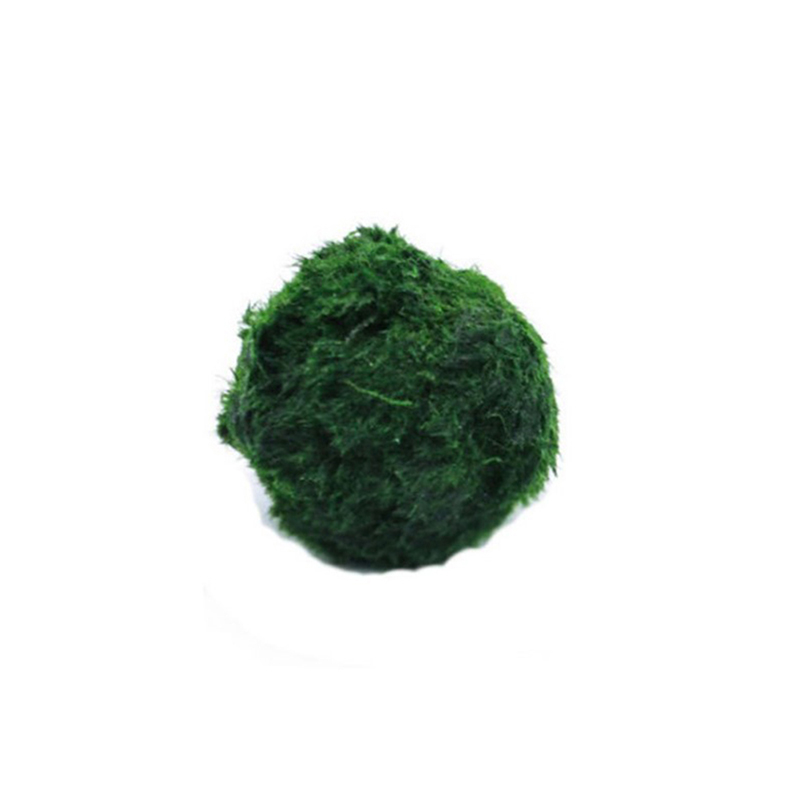 [FE] 3-4cm Marimo Moss Balls L - Aquarium Plant Echinodorus incelemesi ve fiyatı