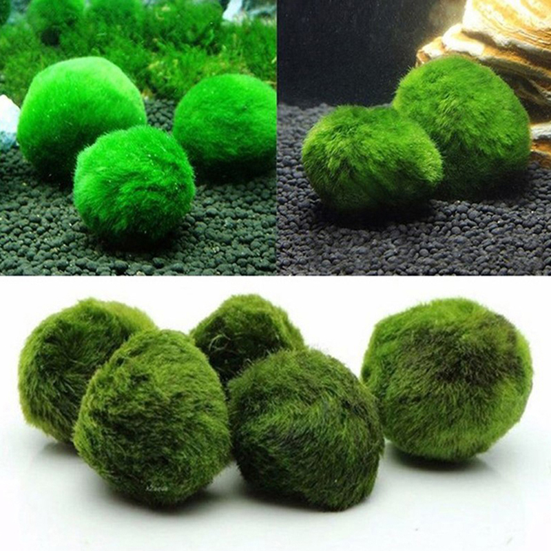[FE] 3-4cm Marimo Moss Balls L - Aquarium Plant Echinodorus incelemesi ve fiyatı