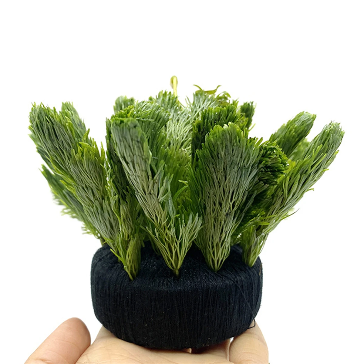 5Pcs Black Fish Tank Water Gra - Aquarium Plant Grass incelemesi ve fiyatı