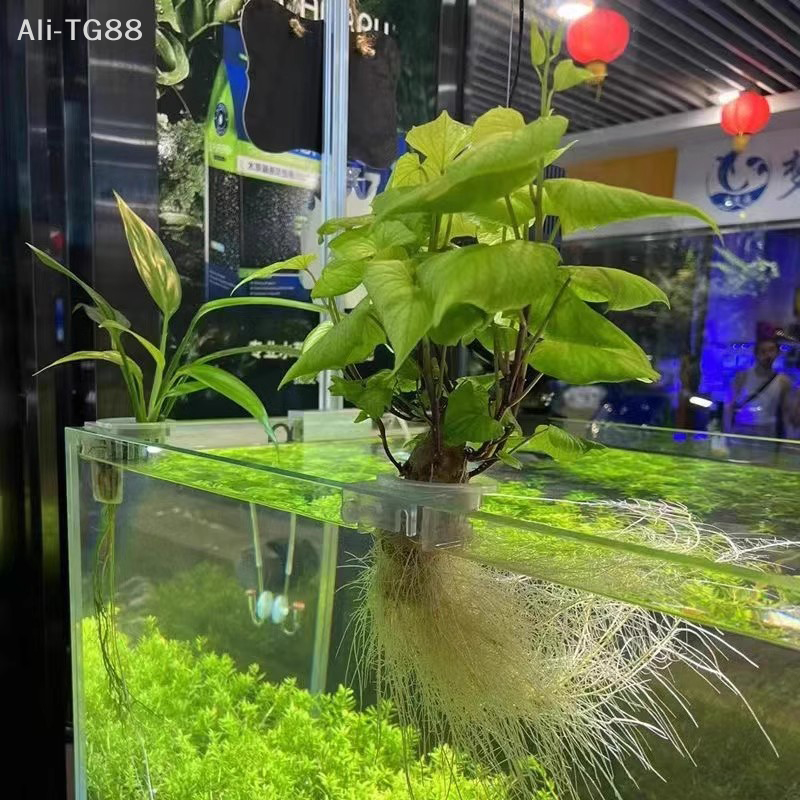 Hanging Aquarium Plant Holder  - Emersed Plants Aquarium incelemesi ve fiyatı